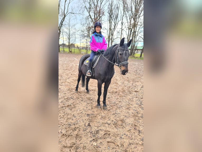 Brandenburger warmbloed Merrie 14 Jaar 160 cm Zwart in Neuburg an der Donau
