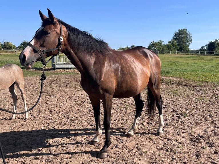 Brandenburger warmbloed Merrie 14 Jaar 165 cm Bruin in Wendorf