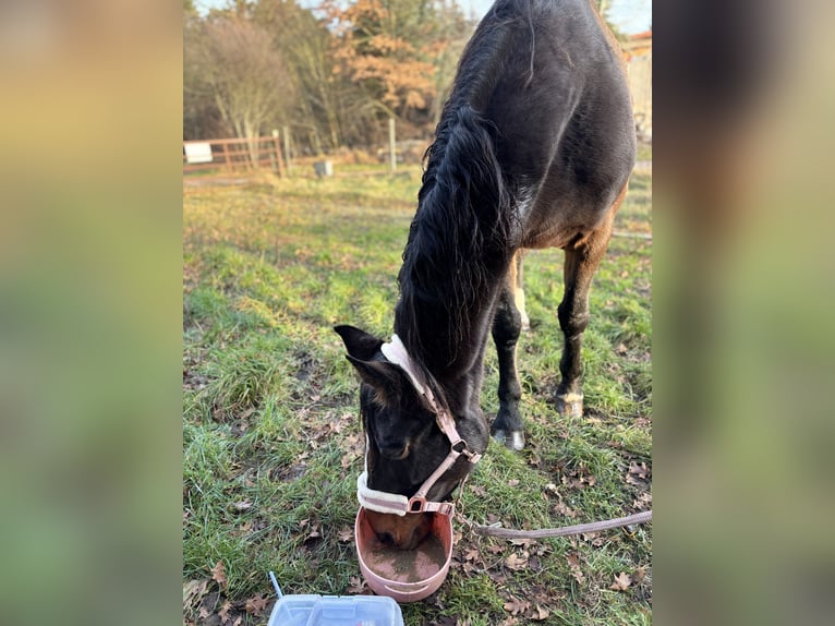 Brandenburger warmbloed Merrie 17 Jaar 168 cm Bruin in Bendestorf