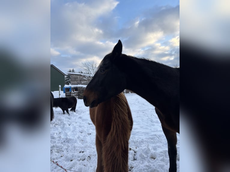 Brandenburger warmbloed Merrie 17 Jaar 168 cm Bruin in Bendestorf