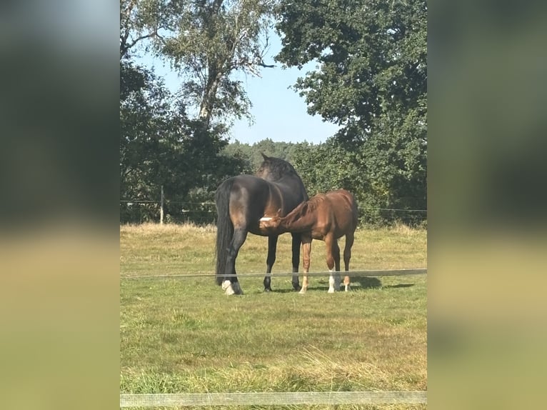 Brandenburger warmbloed Merrie 17 Jaar 168 cm Bruin in Bendestorf