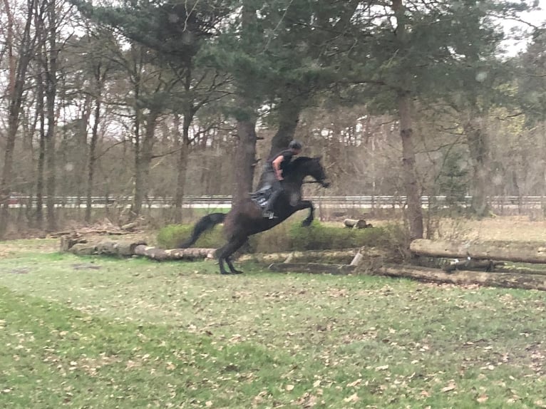 Brandenburger warmbloed Merrie 19 Jaar 165 cm Bruin in Hermannsburg