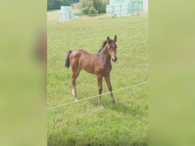 Brandenburger warmbloed Merrie 19 Jaar 175 cm Bruin in Reutlingen
