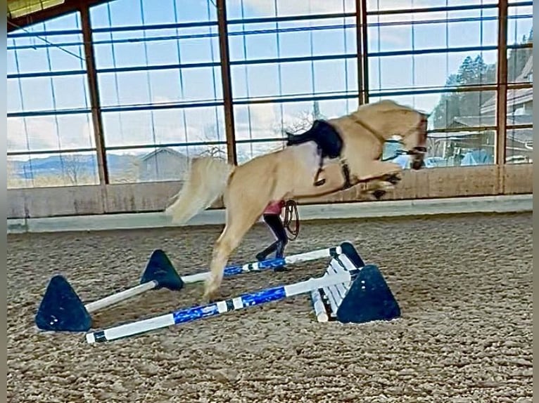 Brandenburger warmbloed Merrie 1 Jaar 168 cm Palomino in Weiskirchen
