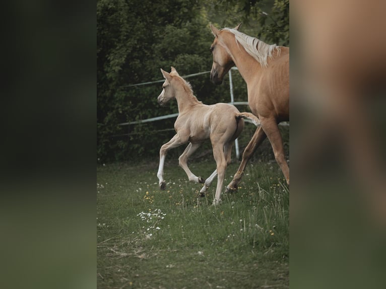 Brandenburger warmbloed Merrie 1 Jaar 168 cm Palomino in Weiskirchen