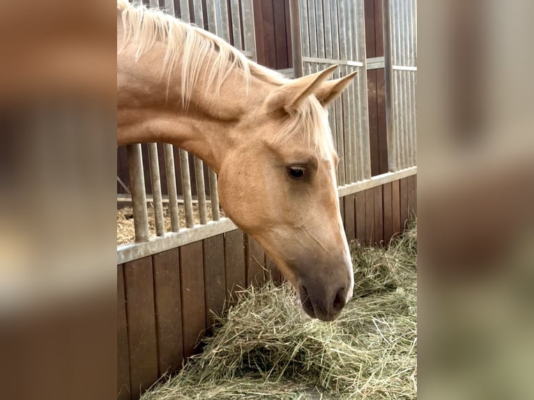 Brandenburger warmbloed Merrie 1 Jaar 168 cm Palomino in Weiskirchen
