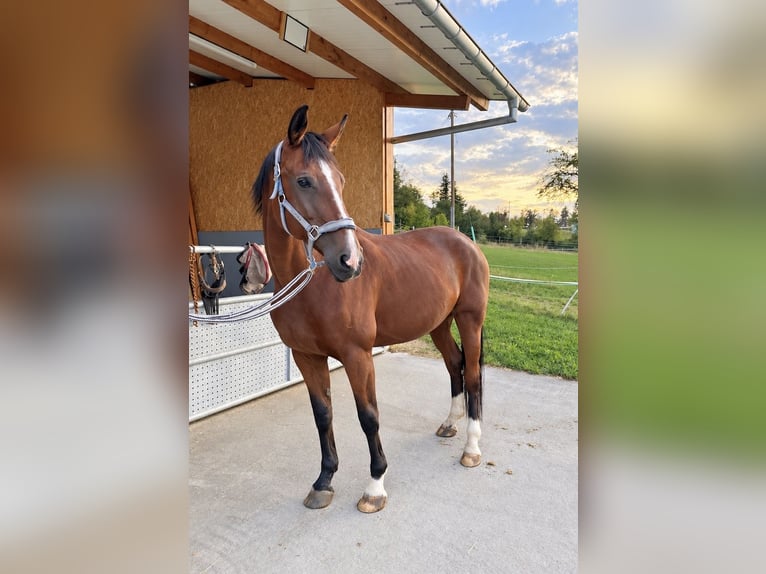 Brandenburger warmbloed Merrie 20 Jaar 175 cm Bruin in Reutlingen