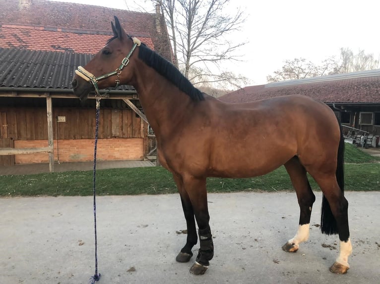 Brandenburger warmbloed Merrie 20 Jaar 175 cm Bruin in Reutlingen