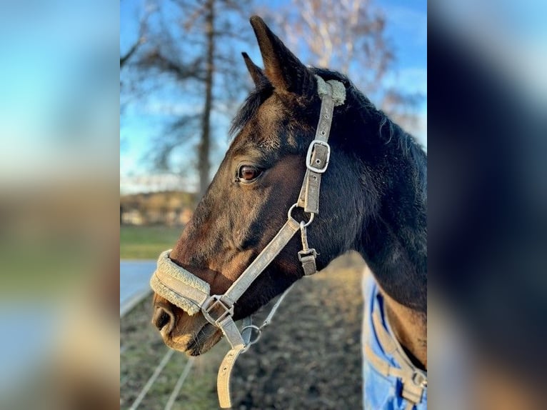 Brandenburger warmbloed Merrie 26 Jaar 163 cm Donkerbruin in Grafrath