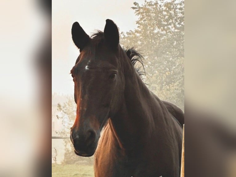 Brandenburger warmbloed Merrie 26 Jaar 163 cm Donkerbruin in Grafrath