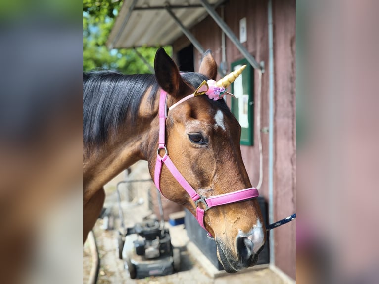 Brandenburger warmbloed Merrie 27 Jaar 160 cm Bruin in Raisdorf