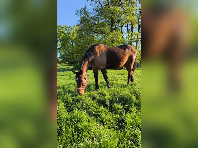 Brandenburger warmbloed Merrie 27 Jaar 160 cm Bruin in Raisdorf