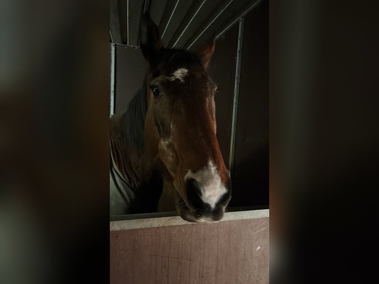 Brandenburger warmbloed Merrie 27 Jaar 160 cm Bruin in Raisdorf