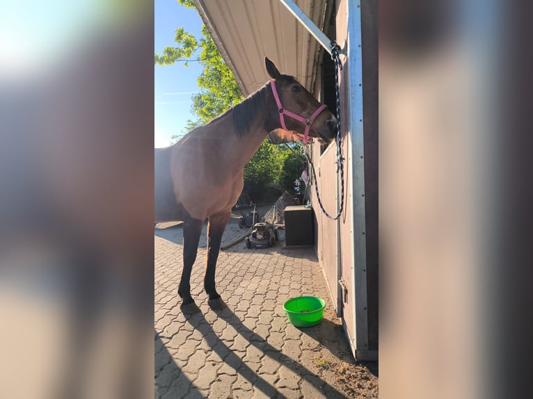Brandenburger warmbloed Merrie 27 Jaar 160 cm Bruin in Raisdorf