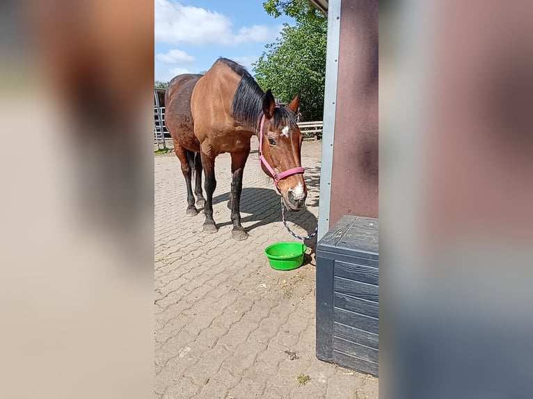 Brandenburger warmbloed Merrie 27 Jaar 160 cm Bruin in Raisdorf