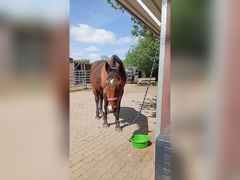 Brandenburger warmbloed Merrie 27 Jaar 160 cm Bruin in Raisdorf