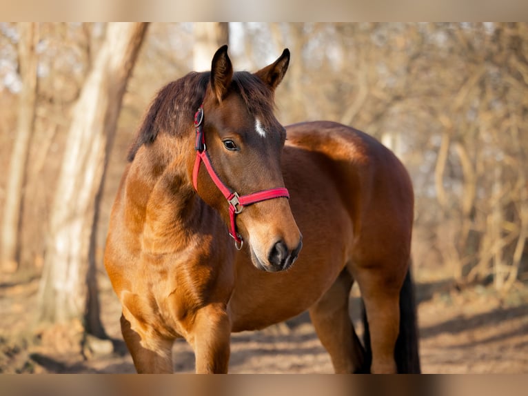 Brandenburger warmbloed Mix Merrie 3 Jaar 160 cm Bruin in Schwedt/Oder