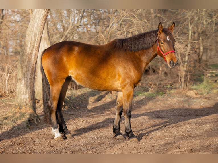 Brandenburger warmbloed Mix Merrie 3 Jaar 160 cm Bruin in Schwedt/Oder