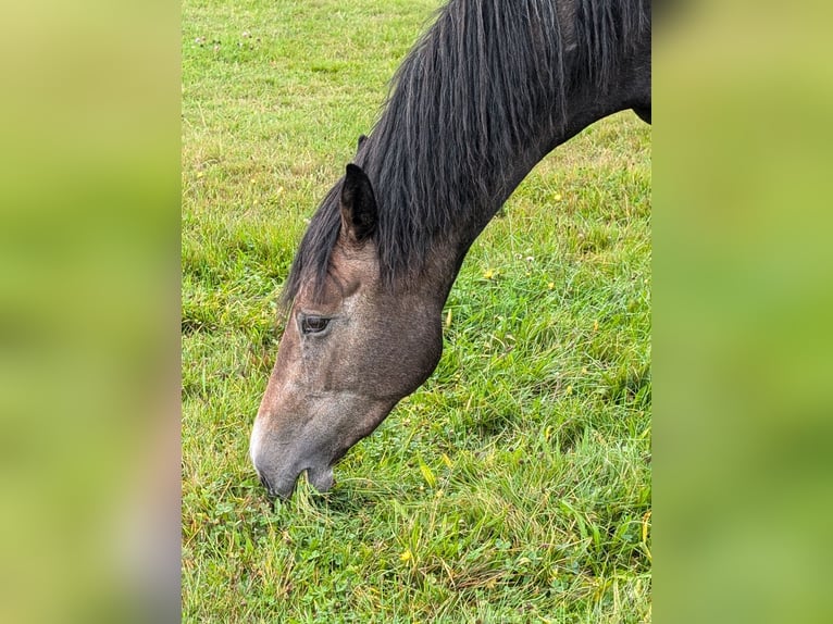 Brandenburger warmbloed Merrie 3 Jaar 170 cm Donkerbruin in Perleberg