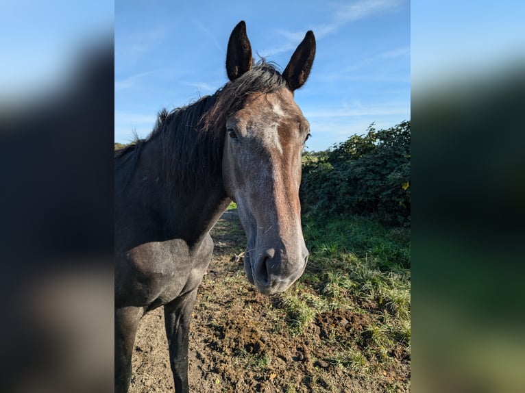 Brandenburger warmbloed Merrie 3 Jaar 170 cm Donkerbruin in Perleberg