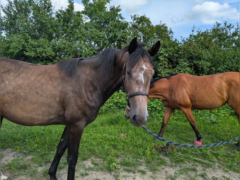 Brandenburger warmbloed Merrie 3 Jaar 170 cm Donkerbruin in Perleberg