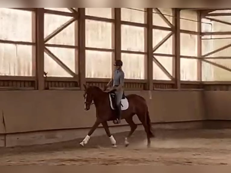 Brandenburger warmbloed Merrie 4 Jaar 168 cm Vos in Tiefgraben