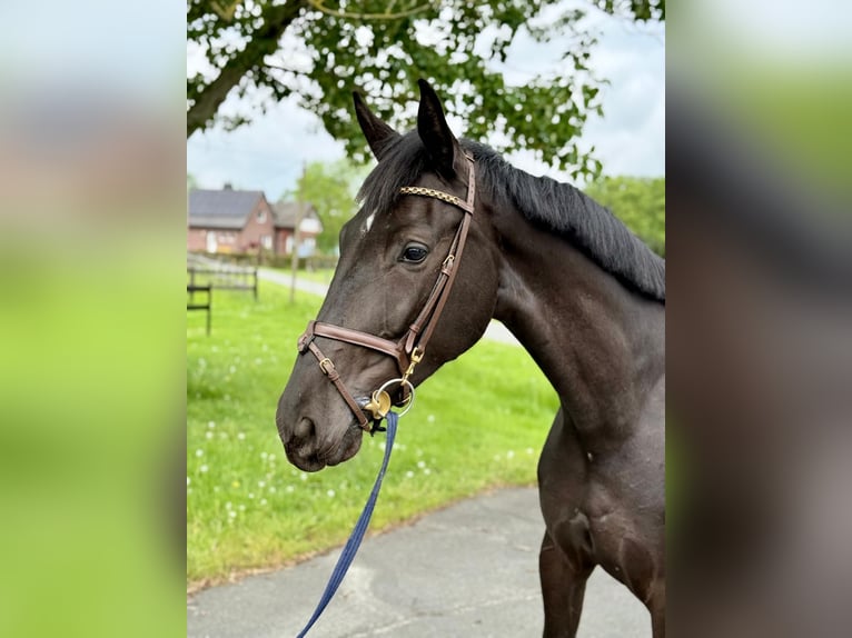 Brandenburger warmbloed Merrie 4 Jaar 168 cm Zwart in Münster