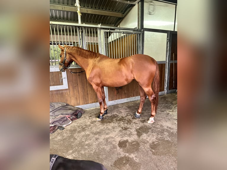 Brandenburger warmbloed Merrie 5 Jaar 155 cm Vos in Leipzig