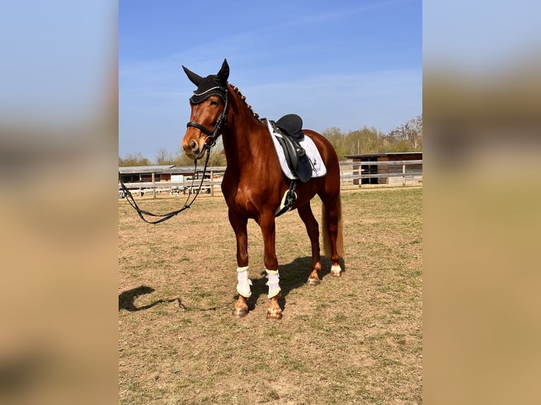 Brandenburger warmbloed Merrie 5 Jaar 157 cm Vos in Leipzig