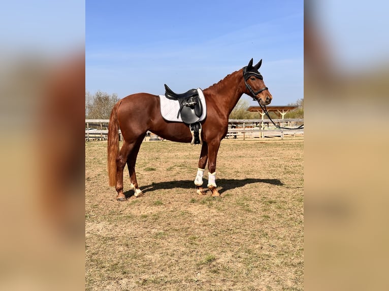 Brandenburger warmbloed Merrie 5 Jaar 157 cm Vos in Leipzig