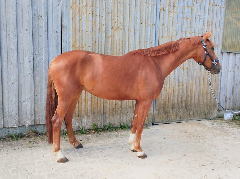 Brandenburger warmbloed Merrie 5 Jaar 168 cm Vos in Tiefgraben