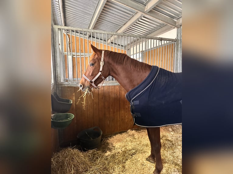 Brandenburger warmbloed Merrie 6 Jaar 155 cm Vos in Leipzig