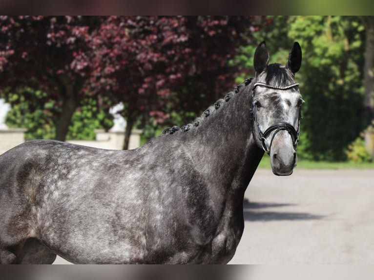 Brandenburger warmbloed Merrie 6 Jaar 165 cm Schimmel in Schwäbisch Hall