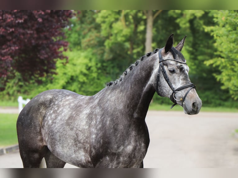 Brandenburger warmbloed Merrie 6 Jaar 165 cm Schimmel in Schwäbisch Hall