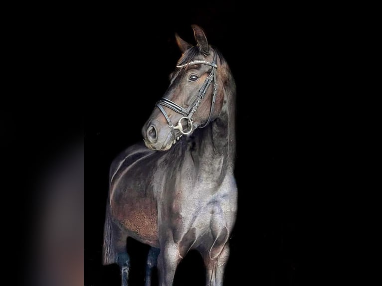 Brandenburger warmbloed Merrie 6 Jaar Donkerbruin in Schönwalde