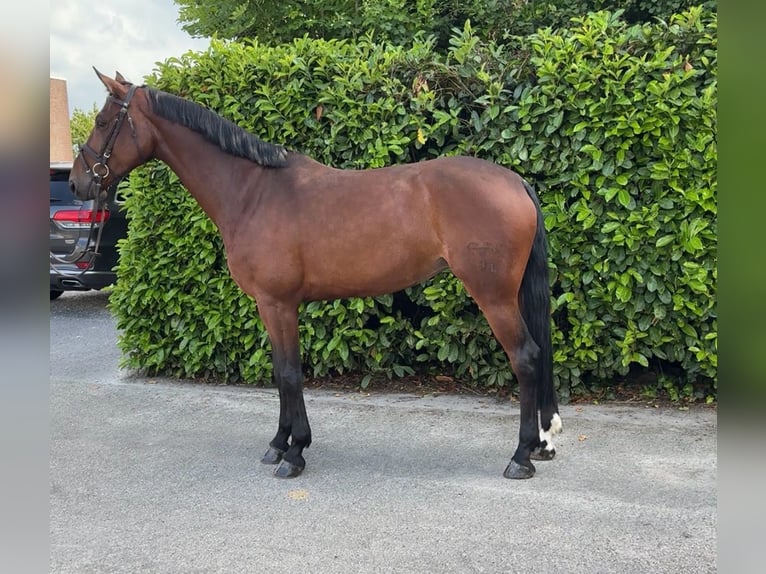 Brandenburger warmbloed Merrie 7 Jaar 174 cm Bruin in Bocholtz