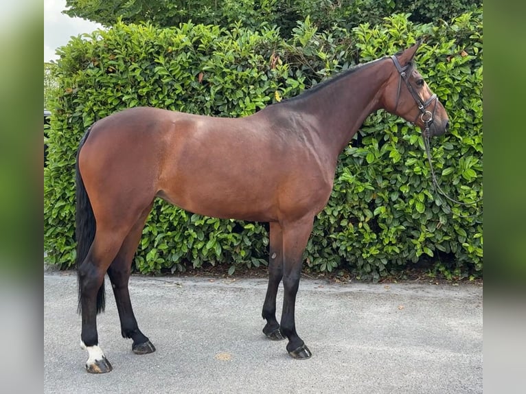 Brandenburger warmbloed Merrie 7 Jaar 174 cm Bruin in Bocholtz