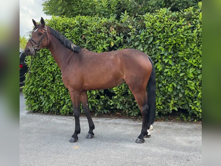 Brandenburger warmbloed Merrie 7 Jaar 174 cm Bruin in Bocholtz