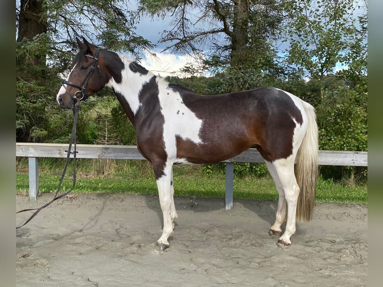 Brandenburger warmbloed Merrie 8 Jaar 154 cm Gevlekt-paard in Süderlügum