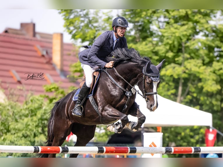 Brandenburger warmbloed Merrie 8 Jaar Zwart in Kremitzaue Polzen