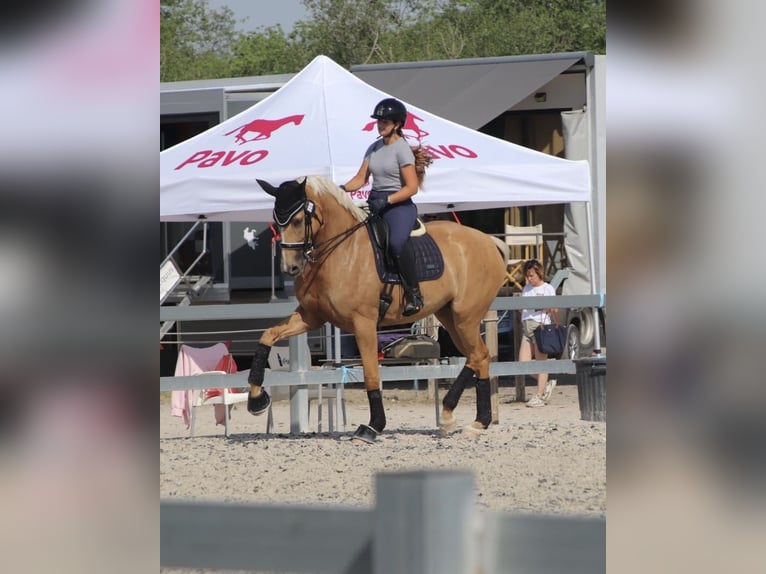 Brandenburger warmbloed Merrie 9 Jaar 175 cm Palomino in Turis