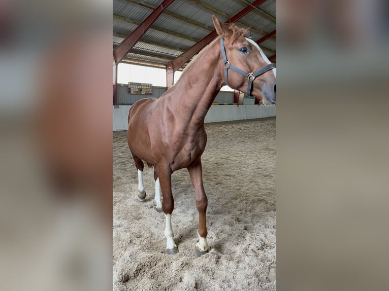 Brandenburger warmbloed Merrie Veulen (05/2026) 115 cm Bruin in Wusterhausen (Dosse) OT Brunn