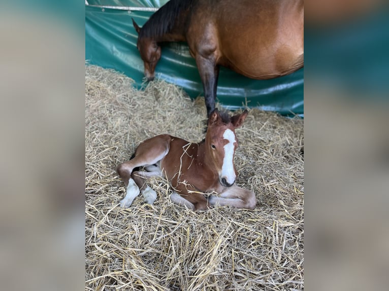 Brandenburger warmbloed Merrie Veulen (05/2026) 115 cm Bruin in Wusterhausen (Dosse) OT Brunn