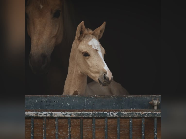 Brandenburger warmbloed Merrie Veulen (04/2025) 168 cm Palomino in Battweiler