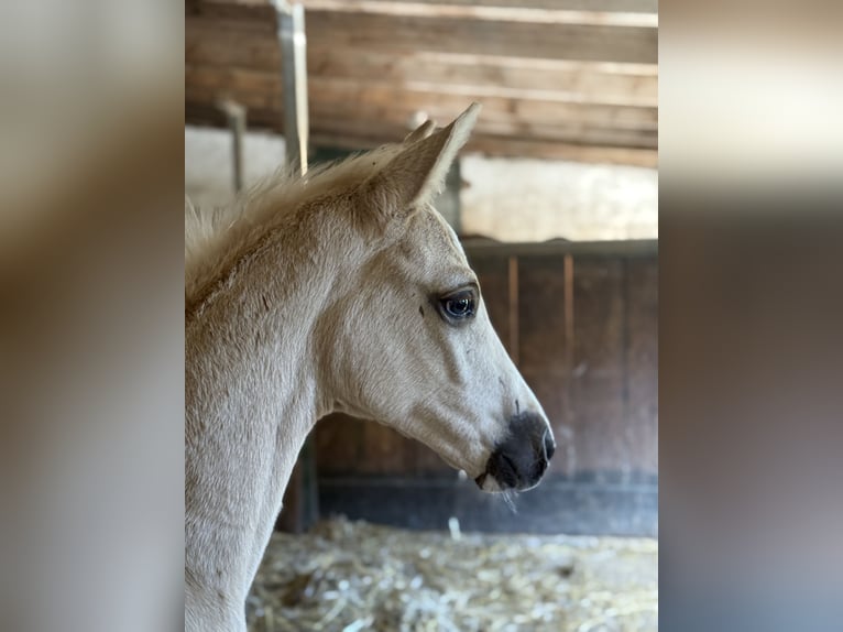 Brandenburger warmbloed Merrie Veulen (04/2025) 168 cm Palomino in Battweiler
