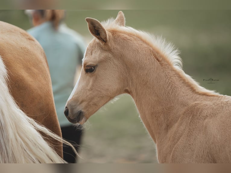 Brandenburger warmbloed Merrie Veulen (04/2025) 168 cm Palomino in Battweiler