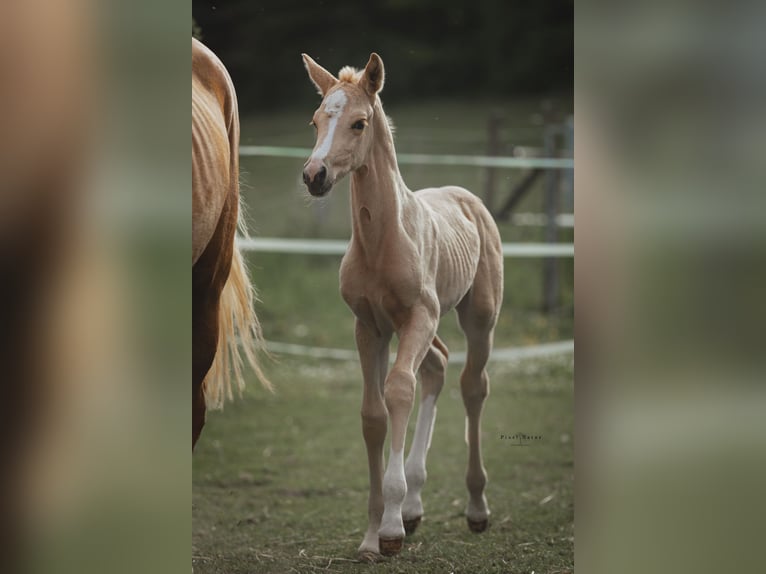 Brandenburger warmbloed Merrie Veulen (04/2025) 168 cm Palomino in Weiskirchen