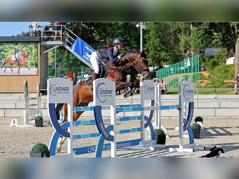 Brandenburger warmbloed Ruin 10 Jaar Bruin in Kremitzaue Polzen