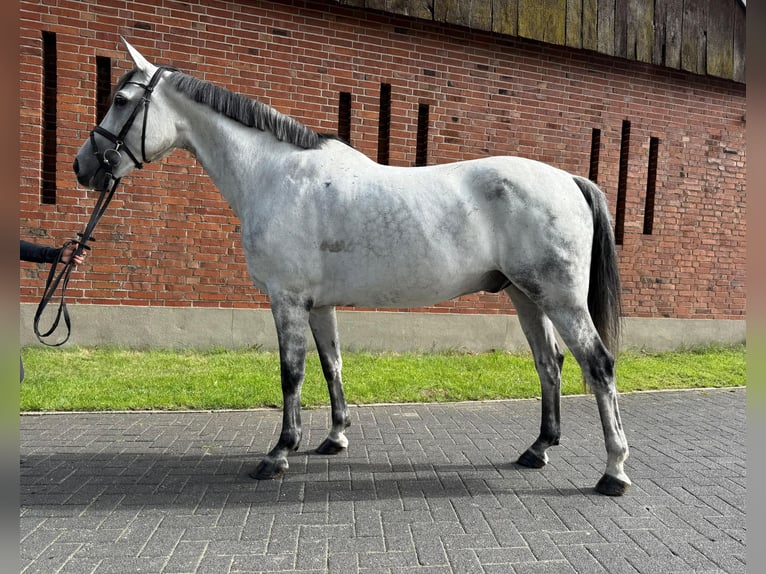 Brandenburger warmbloed Ruin 11 Jaar 162 cm in Isterberg