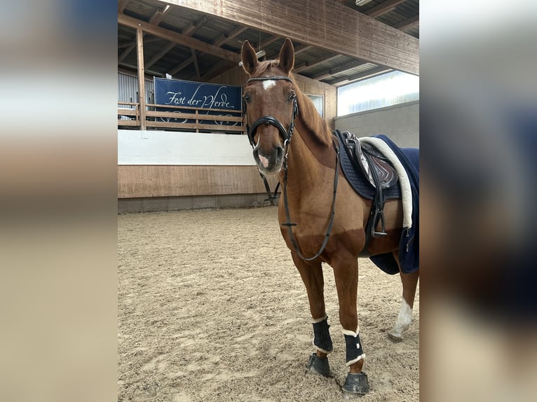 Brandenburger warmbloed Ruin 11 Jaar Vos in Villingen-Schwenningen